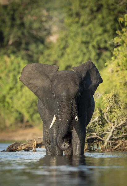 Retrato Vertical Una Elefante Hembra Adulta Parada Aguas Poco Profundas —  Fotos de Stock