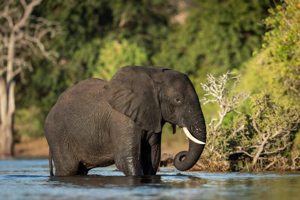 Young elephant standing in water of Chobe River with green bush in the background in Botswana