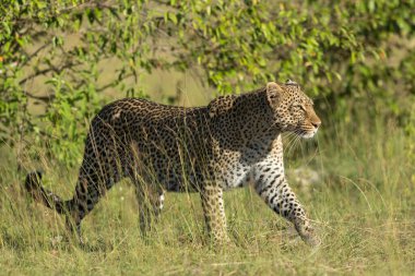 Leopar, Kenya 'daki Masai Mara' da sabah vakti yeşil çalılıklarda yürüyor.