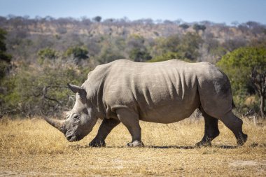 Büyük beyaz gergedan, Güney Afrika 'daki Kruger Park' ında kuru çimlerde yürüyor.