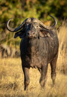 Vertical portrait of a male buffalo with a big boss standing and looking alert in Moremi Reserve in Okavango Delta in Botswana clipart