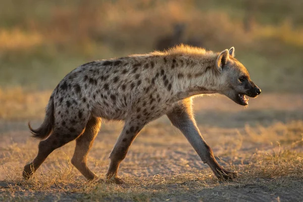 Zurück Beleuchtete Junge Hyäne Spaziert Der Morgensonne Savuti Botswana — Stockfoto