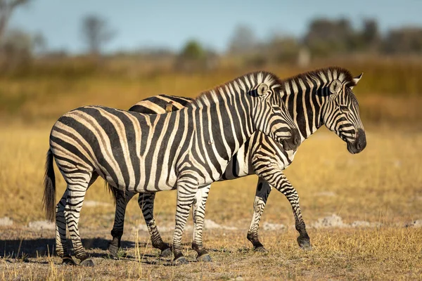 Duas Zebras Caminhando Grama Curta Seca Luz Sol Tarde Dourada — Fotografia de Stock