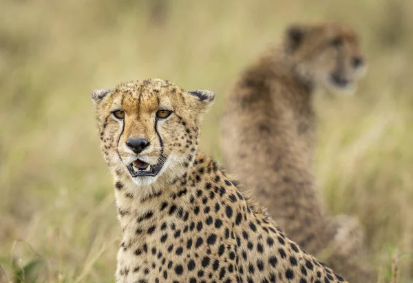 Zbliżenie Twarz Geparda Innym Siedzi Tle Masai Mara Kenii — Zdjęcie stockowe