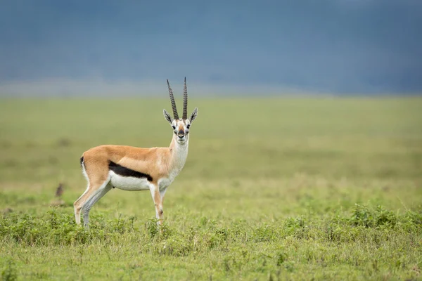 Gazela Thompsona Stojąca Zielonych Równinach Krateru Ngorongoro Tanzanii — Zdjęcie stockowe