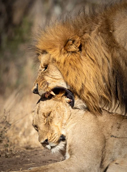 Vertikální Portrét Samců Samic Pářících Lvů Kruger Parku Jižní Africe — Stock fotografie