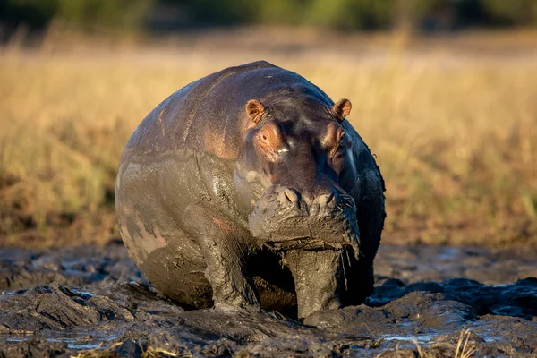 Enorme Nijlpaard Zit Modder Chobe River Botswana — Stockfoto