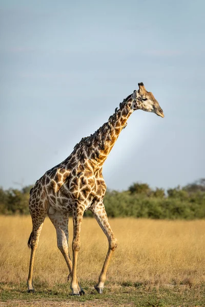 Vertical Portrait Walking Giraffe Many Peckers Its Neck Sunshine Savuti — Stock Photo, Image