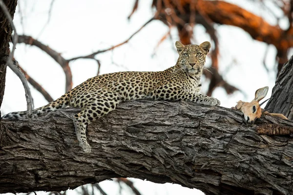 Leopard Leží Velké Větvi Stromu Svou Kořistí Botswaně — Stock fotografie