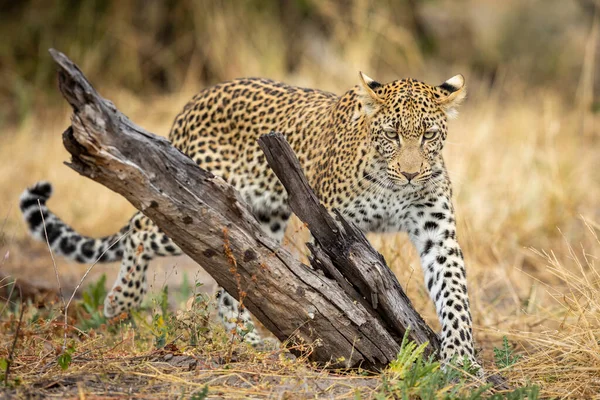 Leopardo Adulto Caminando Cerca Tocón Árbol Muerto Arbusto Seco Delta —  Fotos de Stock