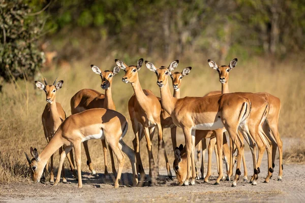 Skupina Ženských Impalas Dvou Mladých Kteří Stojí Uprostřed Cesty Pozdním — Stock fotografie