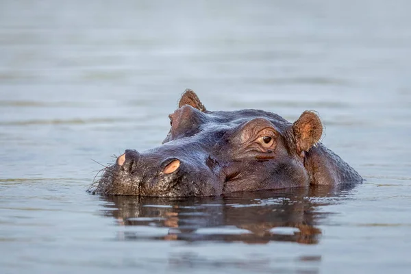 Close Cabeça Hipopótamo Saindo Água Chobe River Botsuana — Fotografia de Stock