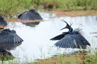 Kenya 'daki Amboseli Ulusal Parkı' nda kanatları açık balık avlayan bir grup kara balıkçıl.