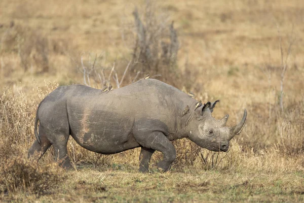 Rinoceronte Nero Con Grandi Corna Becchi Bue Sulla Schiena Cespuglio — Foto Stock