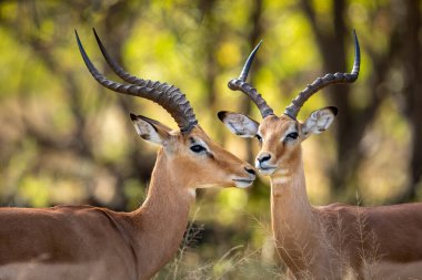 Botsvana 'daki Okavango Deltası' nda Khwai Nehri 'nde iki büyük boynuzlu erkek impala.