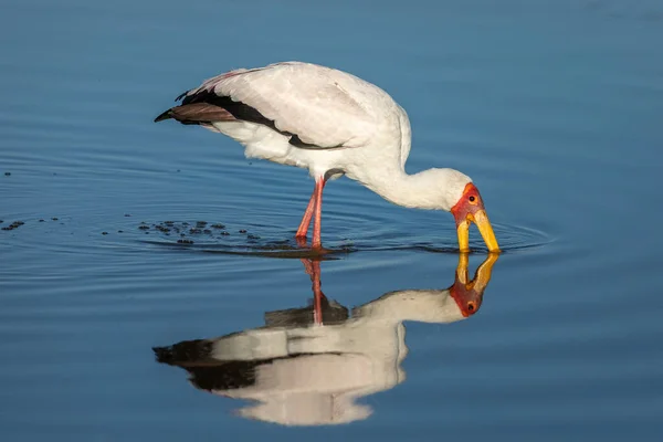 Adult Yellow Billed Stork Wading Its Beak Water Moremi Okavango — Φωτογραφία Αρχείου