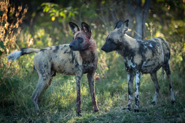 Zwei Erwachsene Wildhunde Stehen Grünen Busch Einer Blutüberströmt Okavango Delta — Stockfoto