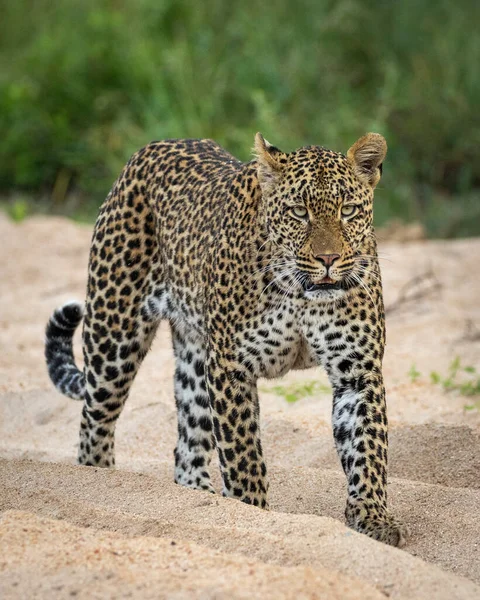 Vertical Portrait Male Leopard Walking Sandy Riverbed Kruger Park Green — Stock Photo, Image