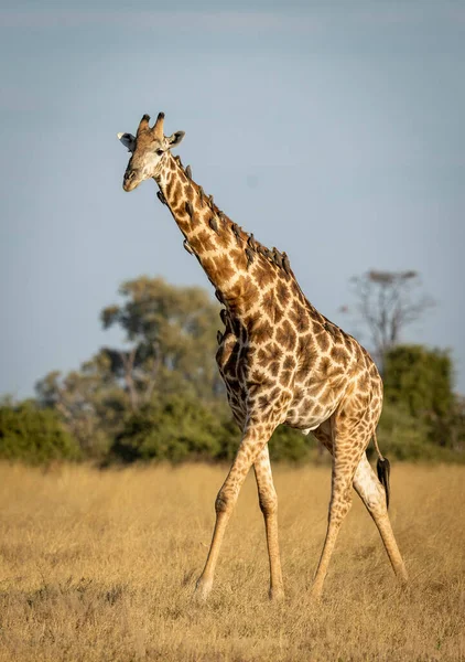 Вертикальный Портрет Жирафа Самца Ходящего Сухой Траве Бычьими Клювами Шее — стоковое фото