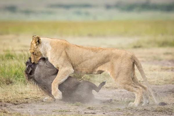 Leão Fêmea Matando Javali Masai Mara Arrastando Pelo Pescoço Quênia — Fotografia de Stock