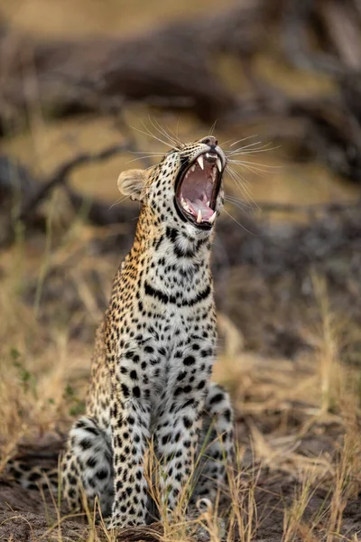 Retrato Vertical Leopardo Bocejando Mostrando Dentes Bigodes Rio Khwai Botsuana — Fotografia de Stock