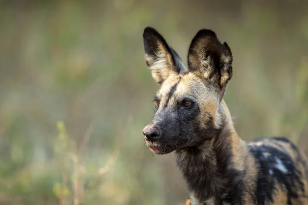 Horizontales Porträt Eines Erwachsenen Jagdhundes Der Beute Mit Blut Maul — Stockfoto