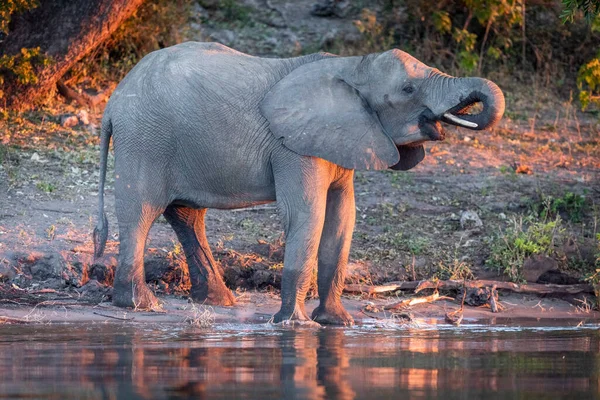 Női Elefánt Áll Iszik Vizet Narancssárga Napfényben Késő Délután Botswanai — Stock Fotó