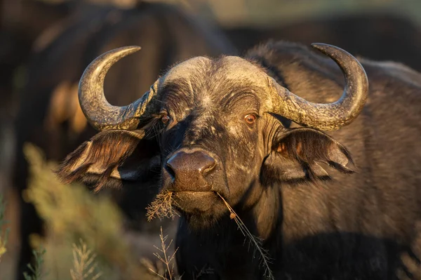 Vrouwelijke Buffel Kauwt Een Stuk Gras Warm Ochtendzonlicht Moremi Okavango — Stockfoto