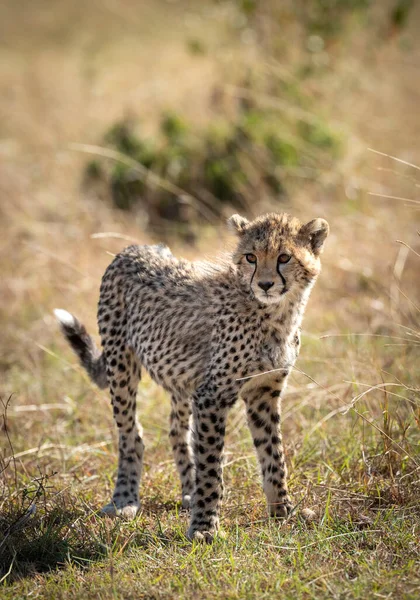 Retrato Vertical Cachorro Guepardo Iluminado Por Luz Mañana Masai Mara — Foto de Stock