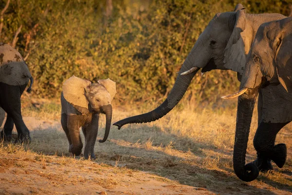 Dětský Slon Mokrým Kmenem Nohama Kráčí Svým Stádem Zlatém Slunečním — Stock fotografie