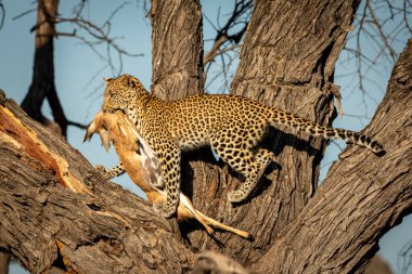 Botswana 'daki Khwai Nehri Okavango Deltası' nda öğleden sonra güneşinde ölü bir antilop taşıyan ağaçtaki leopar.
