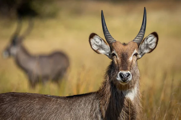 在博茨瓦纳赫瓦河的背景上 一只年轻的水鹿看着镜头 警惕地看着一只雄性水鹿 — 图库照片