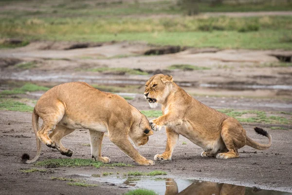 Deux Lionnes Adultes Montrent Agressives Dans Les Plaines Boueuses Ndutu — Photo