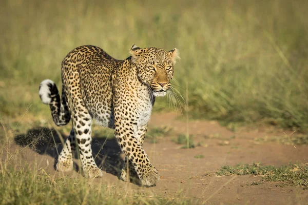 Retrato Horizontal Leopardo Adulto Caminando Arbusto Verde Amanecer Masai Mara —  Fotos de Stock