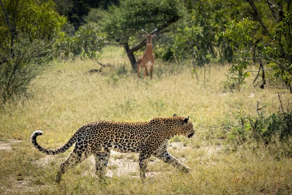 Leopardo Che Cammina Cespuglio Verde Con Impala Maschio Osservandolo Sullo — Foto Stock