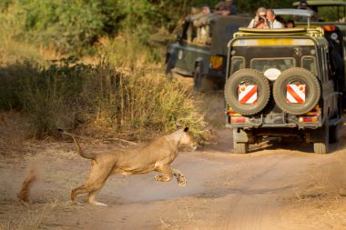 Samburu Ulusal Rezerv Kenya 'da turistlerle dolu bir safari aracına yaklaşan bir dişi aslan görülüyor.