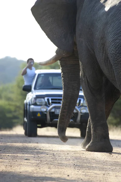 南アフリカのクルーガー国立公園で車をブロックする未舗装の道路上のブル象 — ストック写真