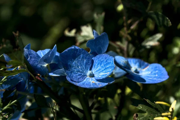 Wilde Blaue Hortensienblüten Nahaufnahme Foto Von Erstaunlichen Wilden Blauen Hortensienblüten — Stockfoto