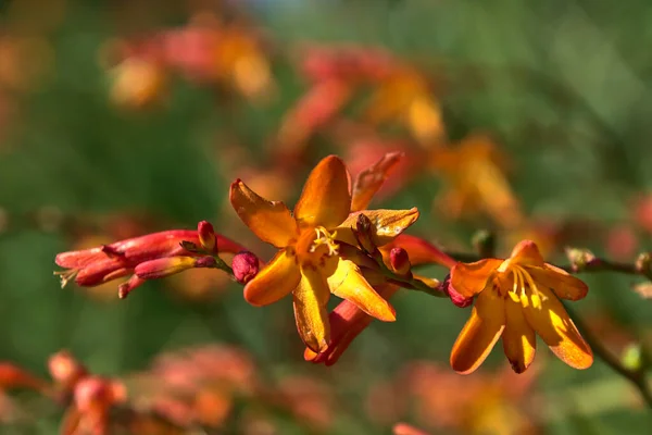 Flores Naranjas Silvestres Flores Crocosmia Naranja Silvestre Principios Otoño —  Fotos de Stock