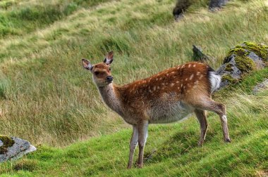 Glenealo Vadisi 'nde şirin bir sika geyiği. Çimen arka planındaki kayaların yanında Cervus Nippon. Glendalough, County Wicklow, İrlanda 'daki yaşam alanları ve türler