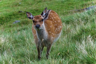 Glenealo Vadisi 'nde şirin bir sika geyiği. Cervus Nippon 'un ortadaki görüntüsü. Glendalough, County Wicklow, İrlanda 'daki yaşam alanları ve türler