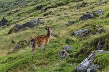 Arka plandaki kayaların yanında tatlı cervus nippon. Glenealo Vadisi 'ndeki Sika geyiği. Glendalough, County Wicklow, İrlanda 'daki yaşam alanları ve türler
