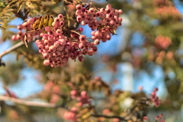 Fall Bakgrund Ovanliga Färger Med Kopieringsutrymme Vackra Höstrosa Bär Sorbus — Stockfoto