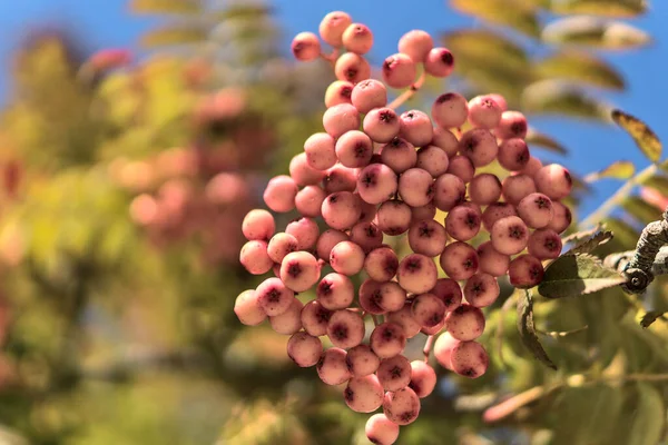 Fall Background Unusual Colors Copy Space Beautiful Autumnal Pink Berries — Stock Photo, Image