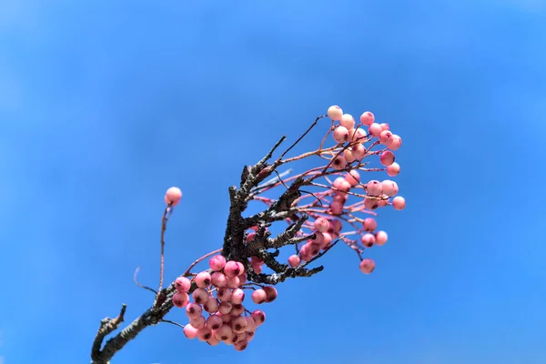 Colores Otoñales Muy Inusuales Representados Por Bayas Rosadas Contra Cielo —  Fotos de Stock