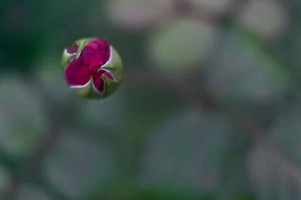 Nahaufnahme Einer Einzelnen Kleinen Lila Rose Die Herbst Auf Einem — Stockfoto