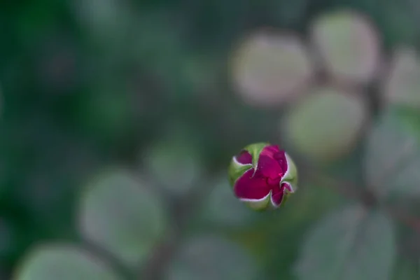 Vista Cerca Una Pequeña Rosa Púrpura Floreciendo Otoño Campus Universitario —  Fotos de Stock