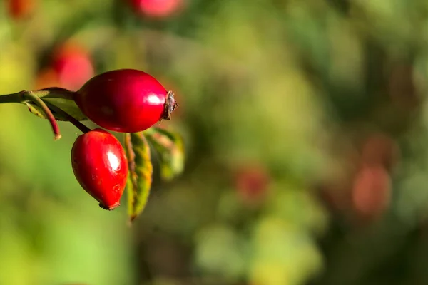 Makro Widok Pięknych Jesiennych Róży Owoców Bioder Zielonym Liściem Ciepłym — Zdjęcie stockowe