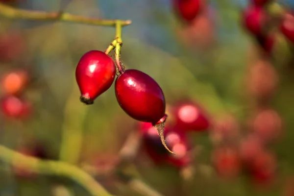 Macro View Beautiful Fall Rose Hips Fruit Warm Autumn Background — Stock Photo, Image