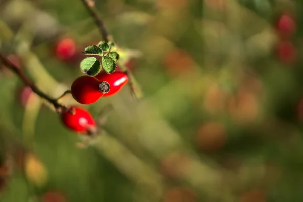 Makro Widok Pięknych Jesiennych Róży Owoców Bioder Zielonym Liściem Ciepłym — Zdjęcie stockowe
